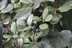 Rhaphiolepis umbellata