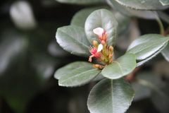 Rhaphiolepis umbellata