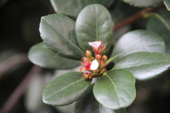 Rhaphiolepis umbellata