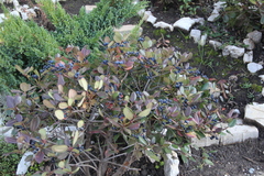 Rhaphiolepis umbellata