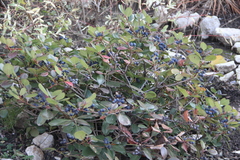 Rhaphiolepis umbellata