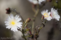 Malacothrix saxatilis implicata