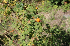 Rosa arensii