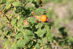 Rosa arensii