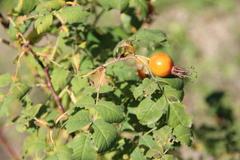 Rosa arensii