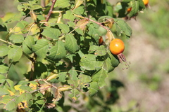 Rosa arensii