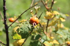 Rosa arensii