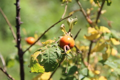 Rosa arensii