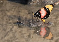 Acraea anemosa