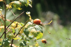Rosa arensii