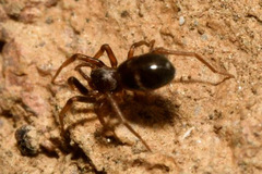 Phrurolithus festivus