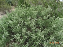 Condalia spathulata