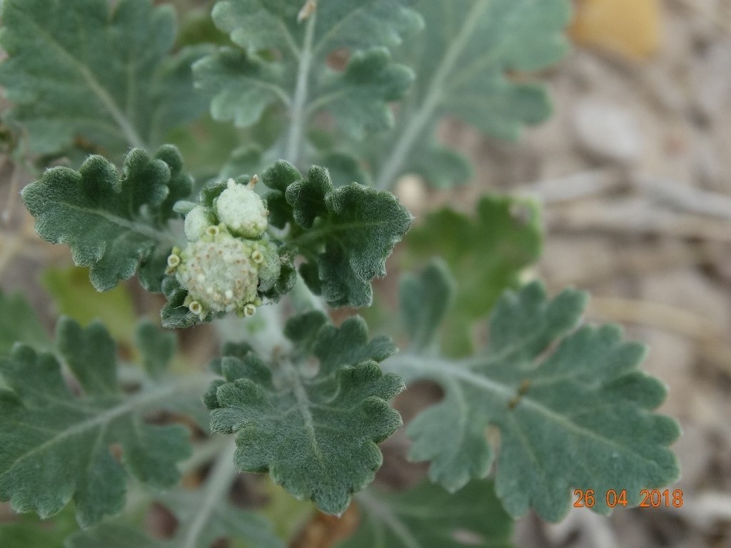 Gray's feverfew