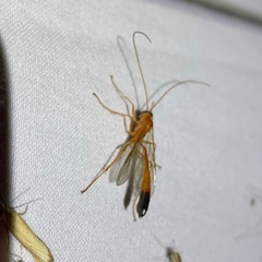 Enicospilus ramidulus