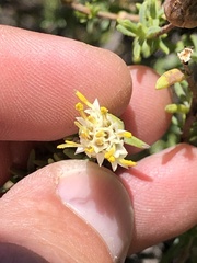 Pteronia succulenta