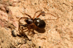 Phrurolithus festivus