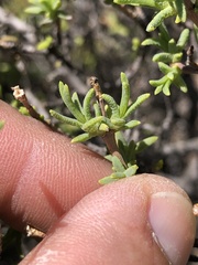 Pteronia succulenta