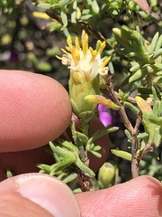 Pteronia succulenta