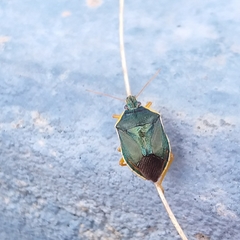 Tynacantha marginata