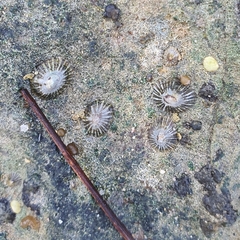 Siphonaria atra