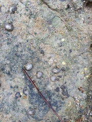 Siphonaria atra
