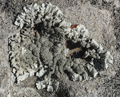 Xanthoparmelia lavicola