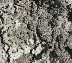 Xanthoparmelia lavicola