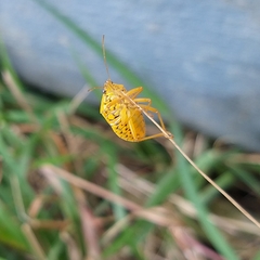 Tynacantha marginata