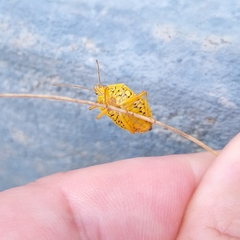 Tynacantha marginata