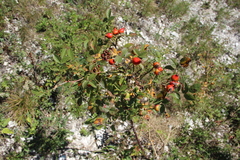 Rosa balsamica