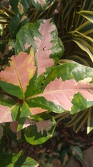 Graptophyllum