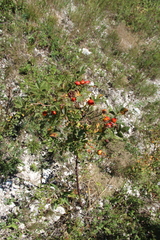 Rosa balsamica