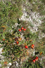 Rosa balsamica
