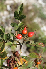Rosa balsamica