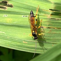 Ichneumon xanthorius