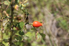 Rosa balsamica