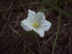 Nierembergia rigida