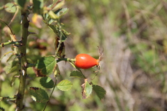 Rosa balsamica
