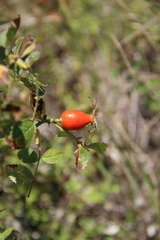 Rosa balsamica