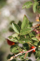 Rosa balsamica