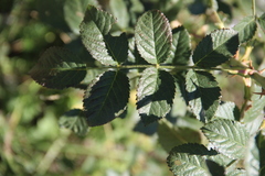 Rosa balsamica