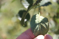 Rosa balsamica