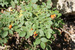 Rosa balsamica