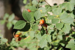 Rosa balsamica