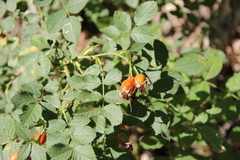 Rosa balsamica