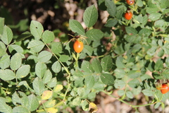 Rosa balsamica