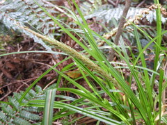 Carex corynoidea