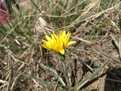 Nothocalais cuspidata