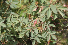 Rosa boissieri