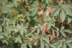Rosa boissieri